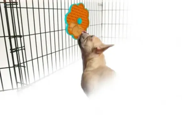 Afp Calming Pals- Lick A Disk