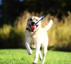 Chuckit Chuckit Ultra Tug
