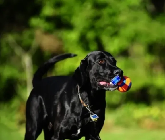 Chuckit Chuckit Ultra Tug