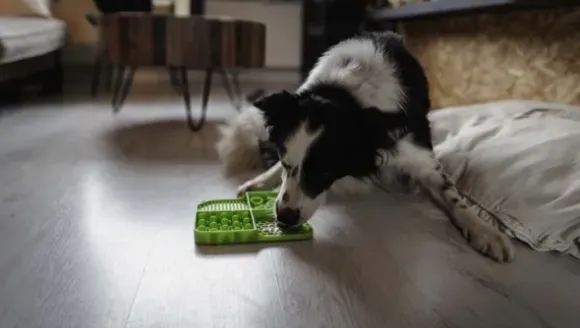Eat Slow Live Longer Likmat Dimensions Rectangle