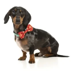 Fuzzyard Fuzzyard Xmas Bowtie Naughty Ginger