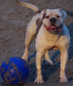 Jolly Jolly Ball Push And Play
