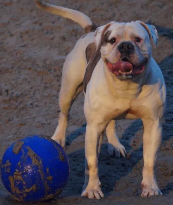 Jolly Jolly Ball Push And Play