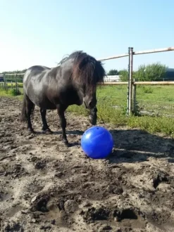 Jolly Jolly Ball Push And Play