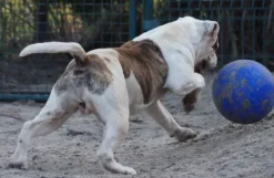 Jolly Jolly Ball Push And Play