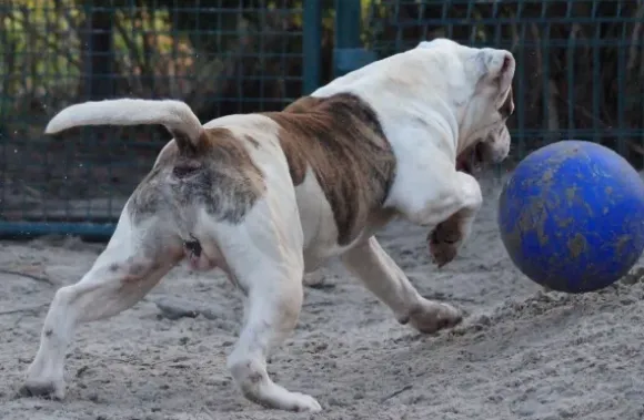 Jolly Jolly Ball Push And Play