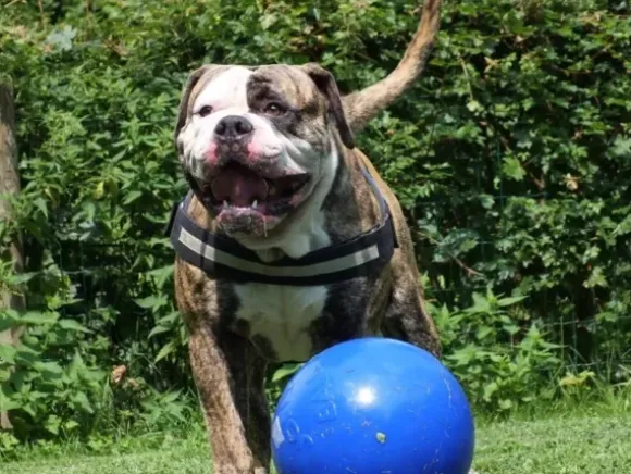 Jolly Jolly Ball Push And Play