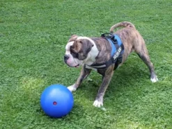 Jolly Jolly Ball Push And Play