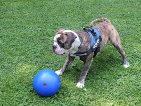 Jolly Jolly Ball Push And Play