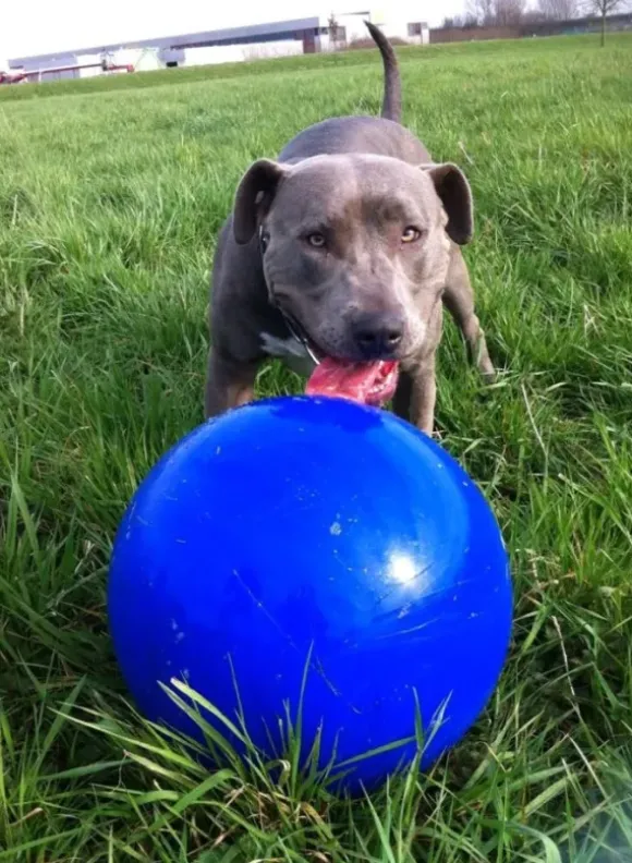 Jolly Jolly Ball Push And Play