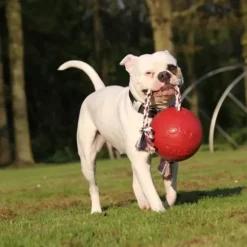 Jolly Jolly Ball Romp N Roll