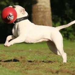 Jolly Jolly Ball Romp N Roll