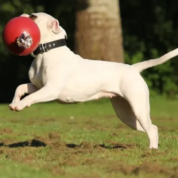 Jolly Jolly Ball Romp N Roll