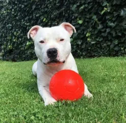 Jolly Jolly Soccer Ball