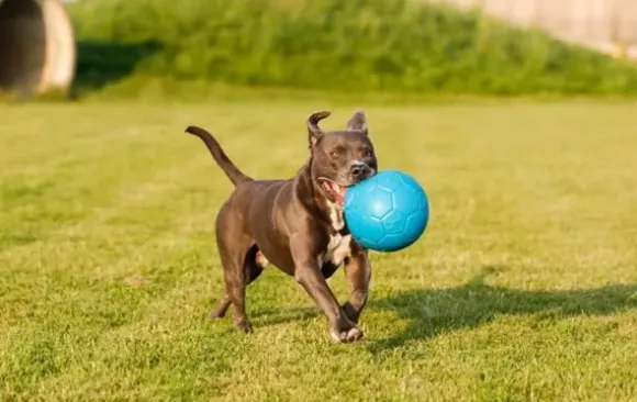 Jolly Jolly Soccer Ball
