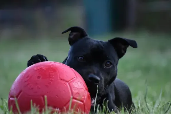 Jolly Jolly Soccer Ball