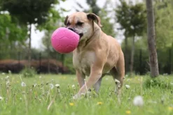 Jolly Jolly Soccer Ball