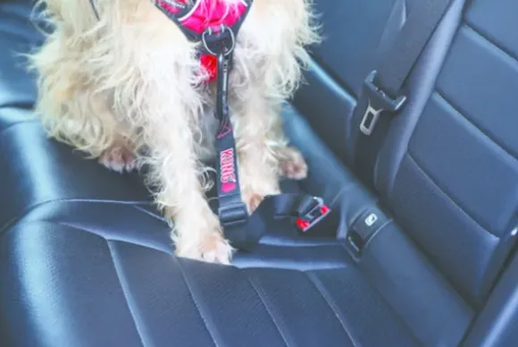 Kong Kong Seat Belt Tether