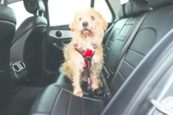 Kong Kong Seat Belt Tether