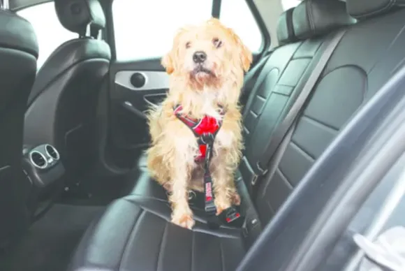 Kong Kong Seat Belt Tether