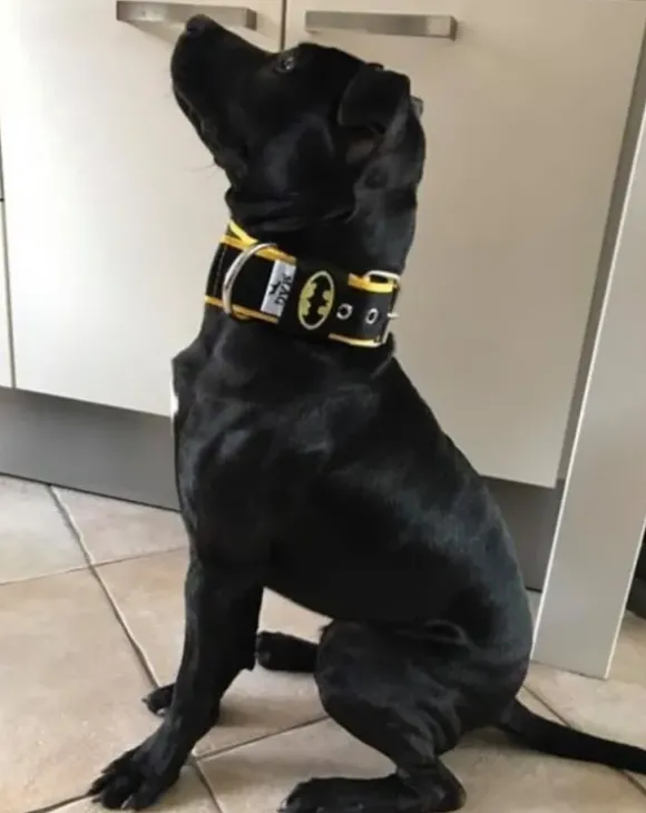 Mag Halsband Batman Zwart/Geel