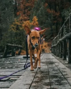 Orbiloc Orbiloc Dog Dual Led Lampje