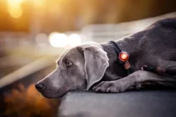 Orbiloc Orbiloc Dog Dual Led Lampje