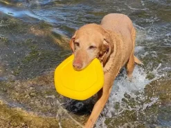 Project Hive Dog Disc