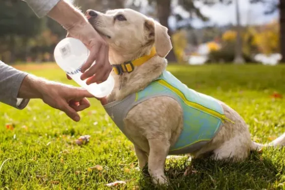 Ruffwear Ruffwear Swamp Cooler Zip Vest