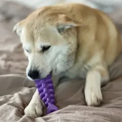 Sodapup Sodapup Fishbone Durable Nylon Chew Toy