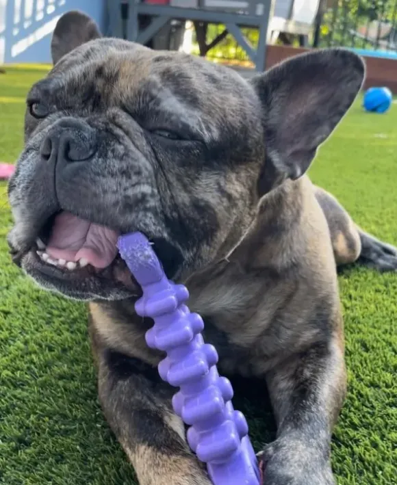 Sodapup Sodapup Fishbone Durable Nylon Chew Toy