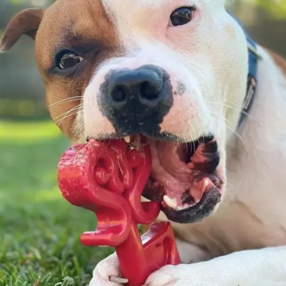 Sodapup Sodapup Key To The Heart Durable Nylon Chew Toy