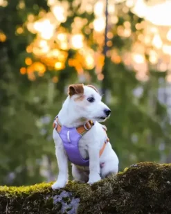 Woolly Wolf Woolly Wolf Alpha 360 Harness Golden Hour