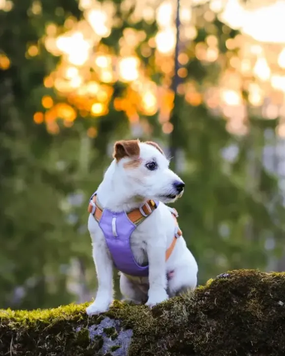 Woolly Wolf Woolly Wolf Alpha 360 Harness Golden Hour