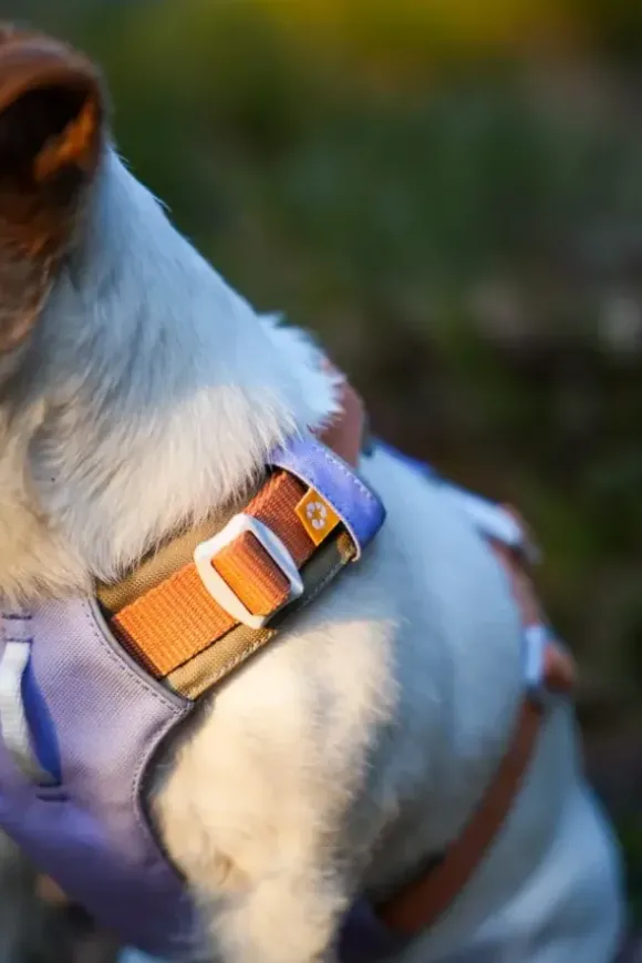 Woolly Wolf Woolly Wolf Alpha 360 Harness Golden Hour
